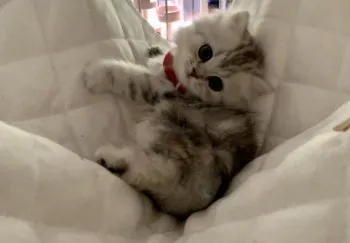 H.H 様のお迎えした子猫