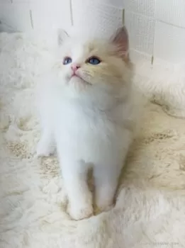 ジソン 様のお迎えした子猫