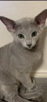 T・O 様のお迎えした子猫