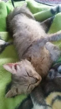 萩原 様のお迎えした子猫