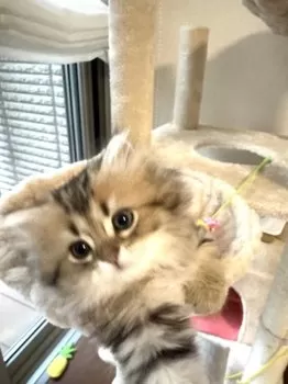 みーこ 様のお迎えした子猫