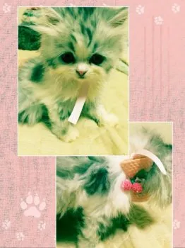 masa 様のお迎えした子猫