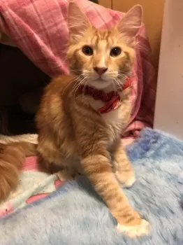 H.T 様のお迎えした子猫