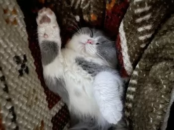 のらくま 様のお迎えした子猫