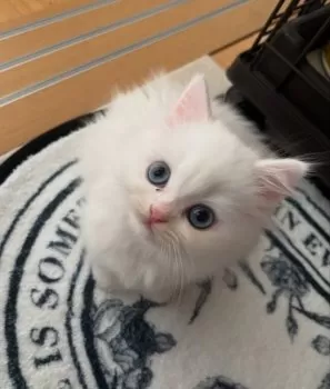 Chiha 様のお迎えした子猫