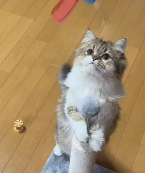 S.I 様のお迎えした子猫