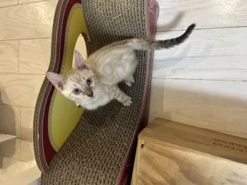 n 様のお迎えした子猫