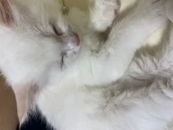 Y.A 様のお迎えした子猫
