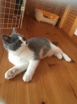 猫大好き 様のお迎えした子猫