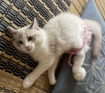 れむ 様のお迎えした子猫