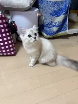がろ 様のお迎えした子猫