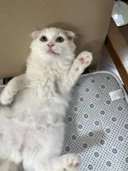 なおみママ 様のお迎えした子猫