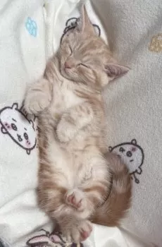 まるか 様のお迎えした子猫