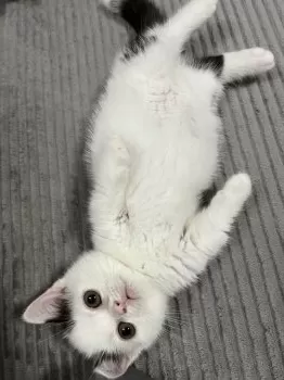 Y.A 様のお迎えした子猫