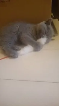 ぴか 様のお迎えした子猫