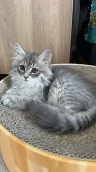 N.S 様のお迎えした子猫