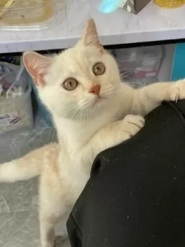 すーたん 様のお迎えした子猫