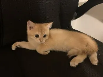S.K 様のお迎えした子猫