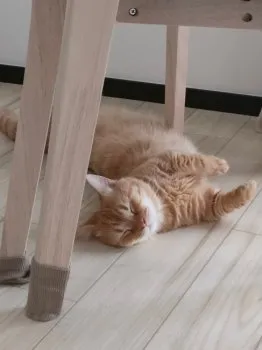 赤坂 様のお迎えした子猫