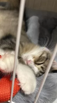 SAU 様のお迎えした子猫