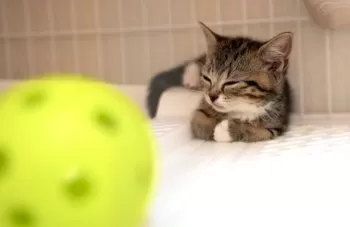 Zzz... 様のお迎えした子猫