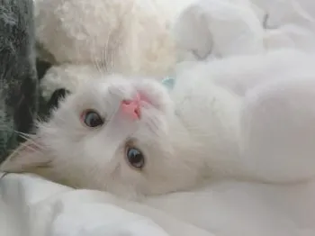 M.K 様のお迎えした子猫