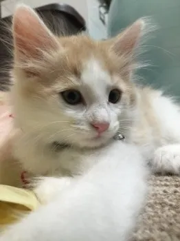 nekomama 様のお迎えした子猫