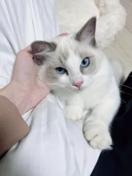 M.Ｉ 様のお迎えした子猫