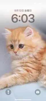 イルママ 様のお迎えした子猫