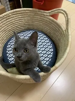 スージー 様のお迎えした子猫