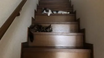 カナコ 様のお迎えした子猫