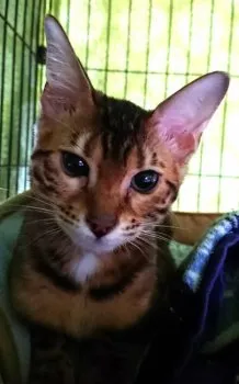 ねこみみ 様のお迎えした子猫