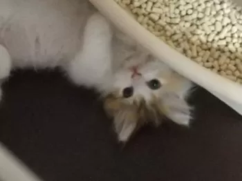 のんこママ 様のお迎えした子猫