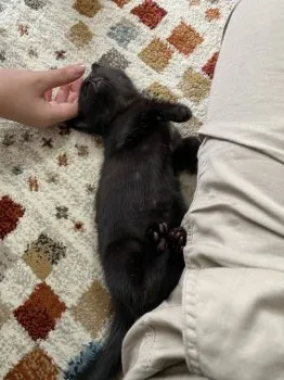 まこと 様のお迎えした子猫