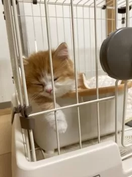 E.A 様のお迎えした子猫