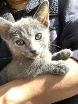 A.K 様のお迎えした子猫