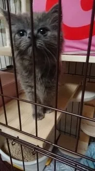 nao 様のお迎えした子猫