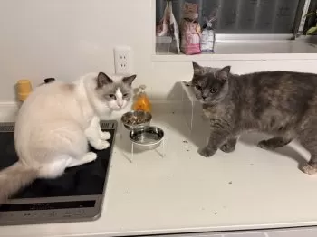 Y.K 様のお迎えした子猫