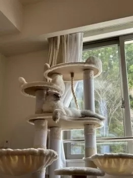 みみみ 様のお迎えした子猫