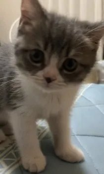 カワシマ 様のお迎えした子猫