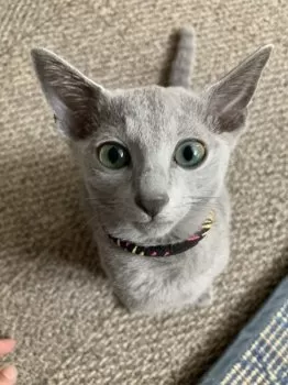 たぬきち 様のお迎えした子猫