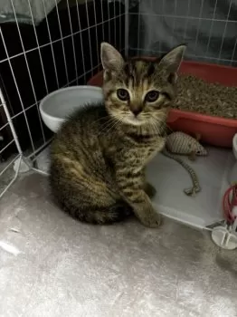 しのぶ 様のお迎えした子猫