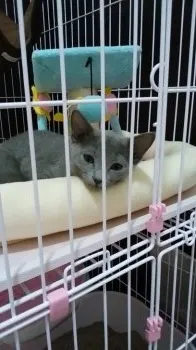 あずき 様のお迎えした子猫
