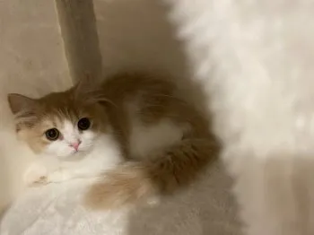 まーちゃん 様のお迎えした子猫