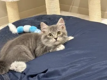 たちばな 様のお迎えした子猫