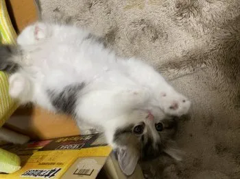 T.T 様のお迎えした子猫