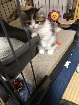 M.O 様のお迎えした子猫