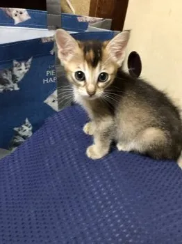 まりまり 様のお迎えした子猫