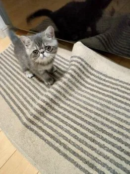 R.M 様のお迎えした子猫