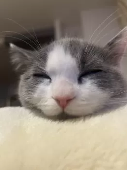 M.K 様のお迎えした子猫